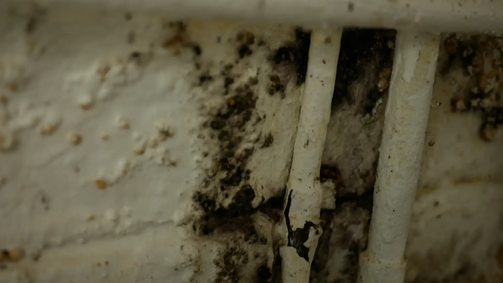 Water damage and mold on a basement wall, a common indoor exposure evaluated in South Tempe, AZ